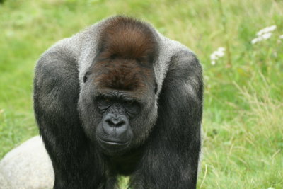Gorilla Bokito