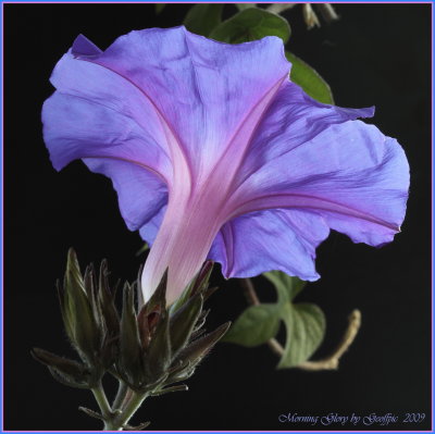 Morning Glory.jpg