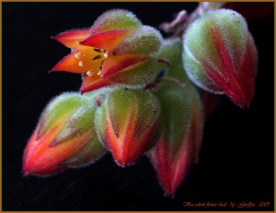 Succulent flower buds.jpg