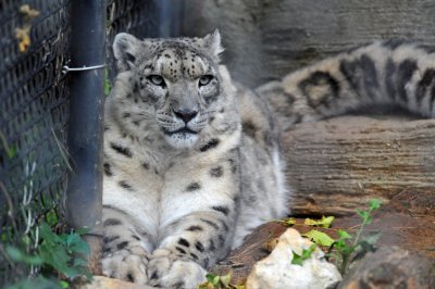 SnowLeopardSmall.jpg