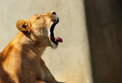 Lioness.jpg
