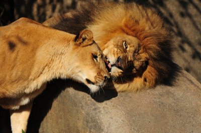 Lion-LionessSmall.jpg