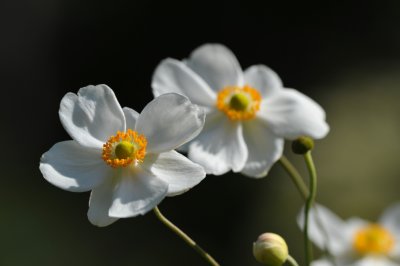 FlowerSmall.jpg
