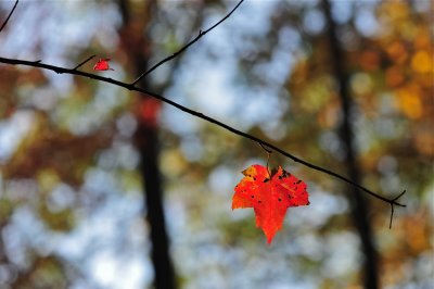 Red River Gorge Fall Leaves