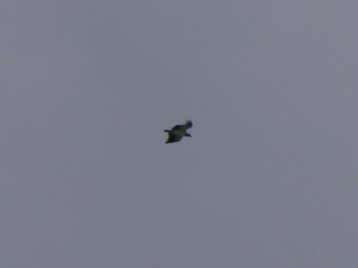 g1/69/935469/3/125503434.DLhldknm.jpg