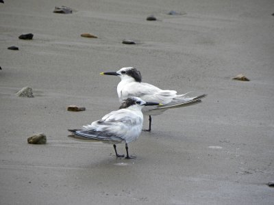 Sandwich Tern