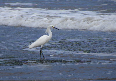 Snowy Egret