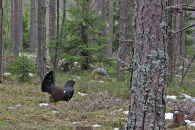 Capercaillie (Tjder)