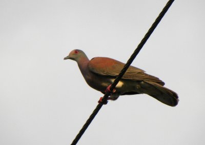 Pale-vented Pigeon