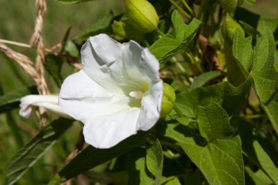 White MorningGlory