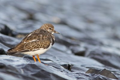 Steenloper (1e-kalenderjaar)