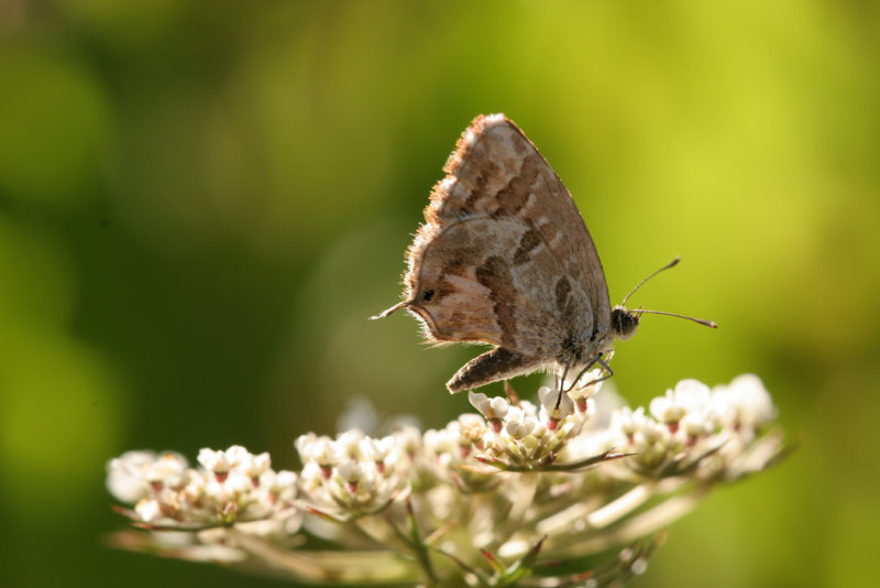 Geraniumblauwtje (Cacyreus marshalli)