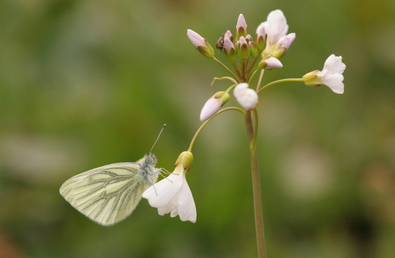 Klein geaderd witje - Pieris napi