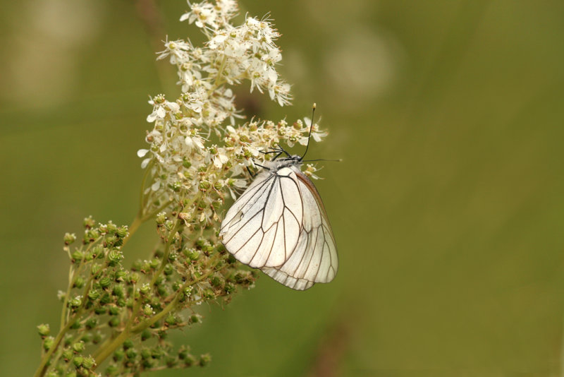 Groot geaderd witje 