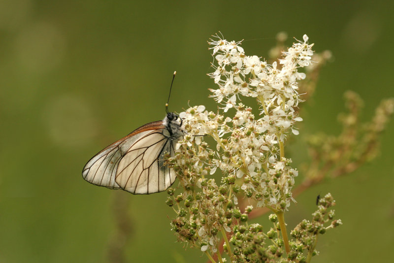 Groot geaderd witje 