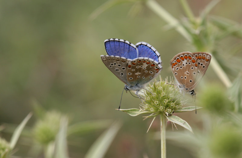 Adonisblauwtje en Icarusblauwtje 