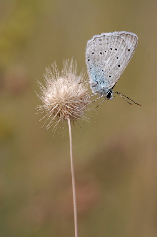 Getand blauwtje