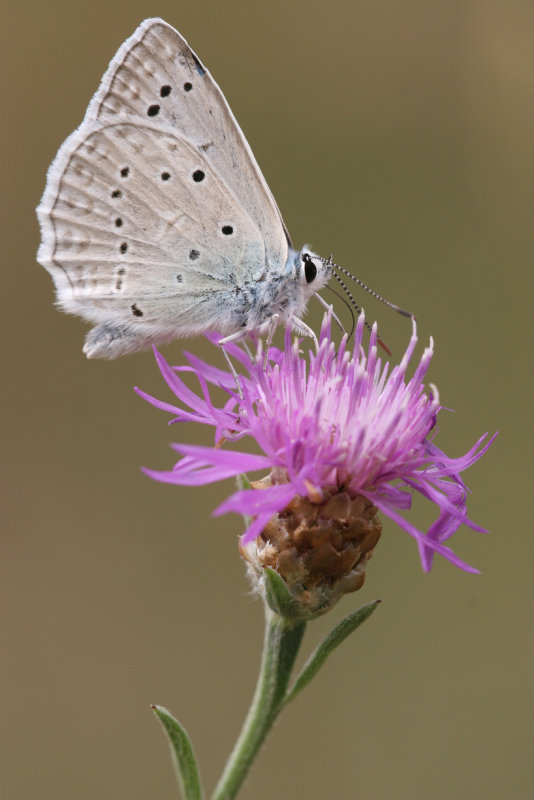 Getand blauwtje 