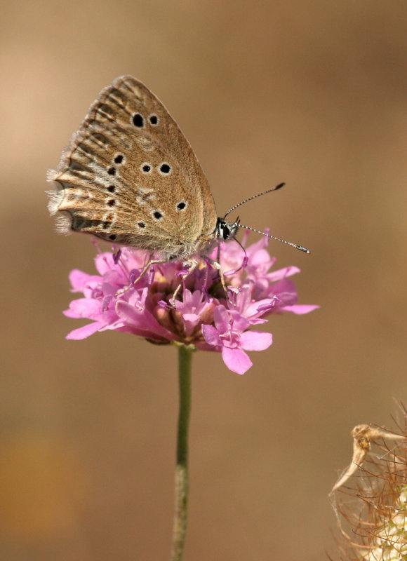 Getand blauwtje ( Meleageria daphnis)