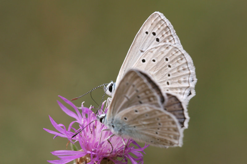 Getand blauwtje 