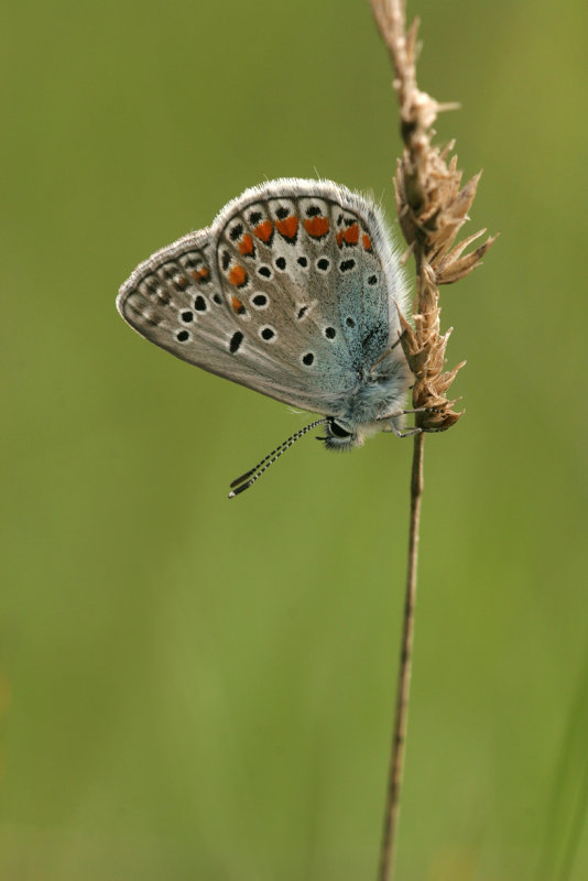 Esparcetteblauwtje (Polyommatus thersites)