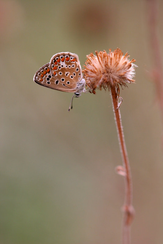 Icarusblauwtje (Polyommatus icarus)