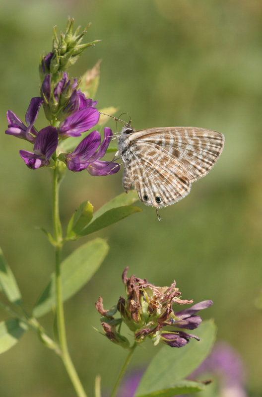 Klein tijgerblauwtje (Leptotes pirithous)