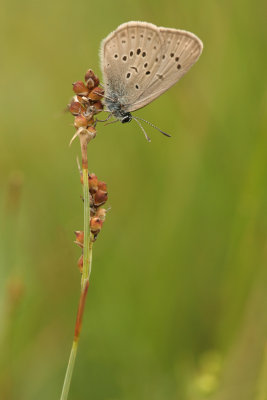 Gentiaanblauwtje (Maculinea alcon)