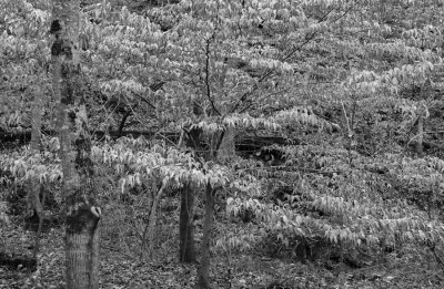 DSC01305ps.jpg