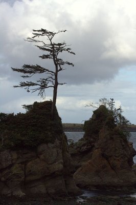 olympic_peninsula