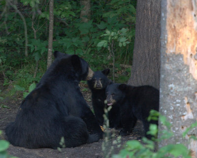 bears_august2009