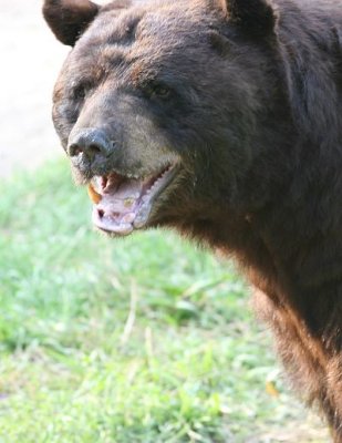bears_august2009