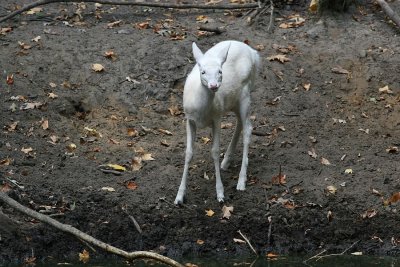 albino__deers