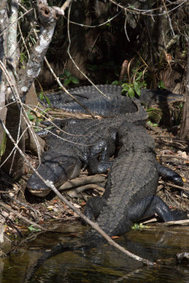 alligators