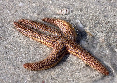 shells