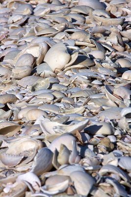shells