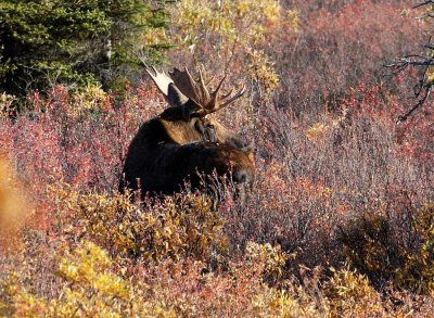 wildlife_of_alaska