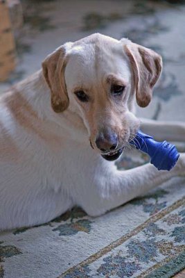 IMG_4210bud.jpg