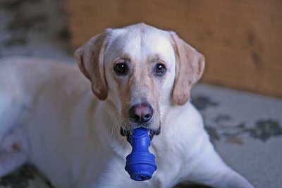 IMG_4203bud.jpg