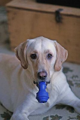 IMG_4205bud.jpg