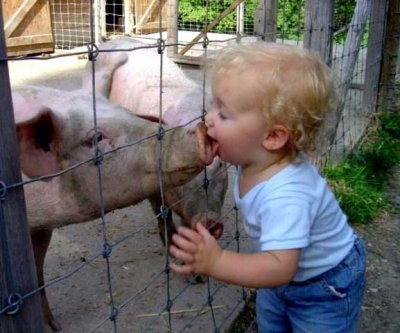 Swine flu.jpg