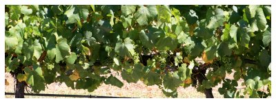 Fruit of the Vine