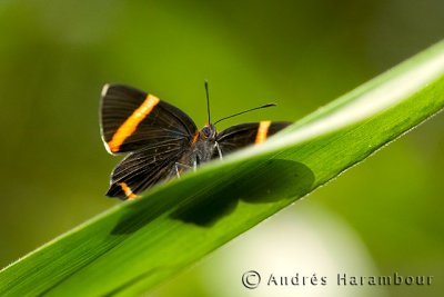 Flying Insects