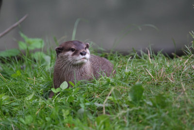 Asian Otter