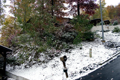 First Snow_7.jpg