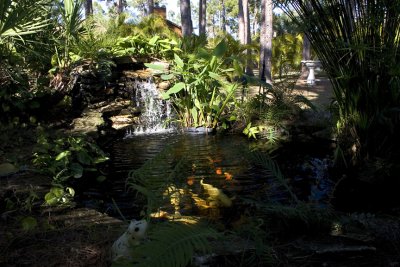 Koi Pond.jpg