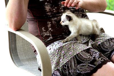 kitten1.jpg