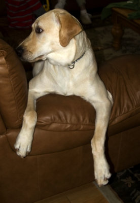 Maggie May At 9 Months