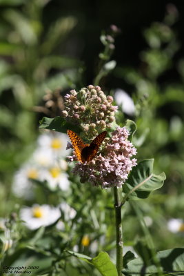 Fritillary