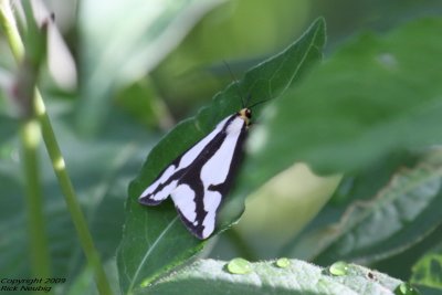 Haploa Moth